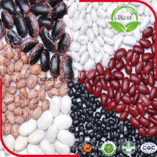 Kinds Color of Kidney Beans